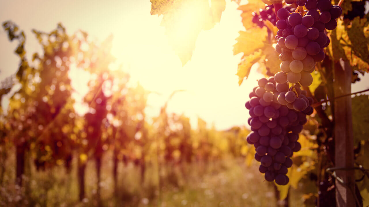 Reifung der roten Weintrauben für Doppio Passo Wein
